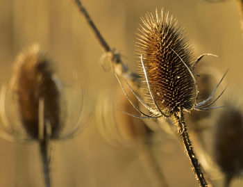 Close-up of thistle