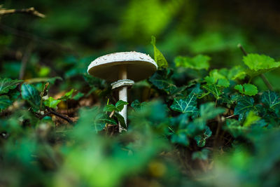 Close-up of mushroom growing on field