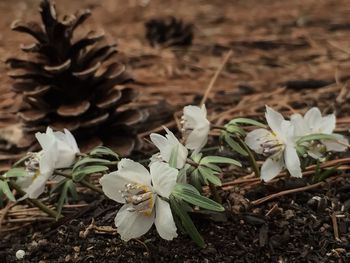 Close-up of white flowers blooming in field