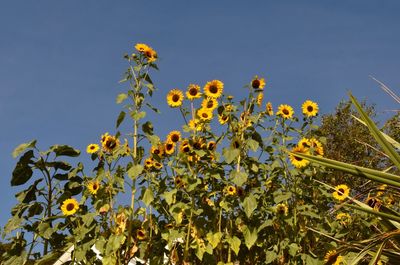 Low angle view of yellow flowering plants against sky