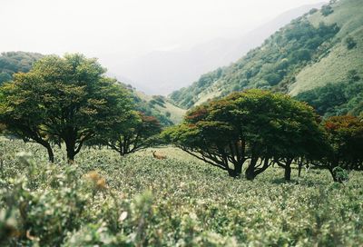 Trees on countryside landscape