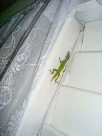 High angle view of a lizard on a window