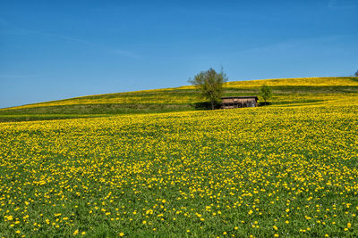 Scenic view of oilseed rape field against sky