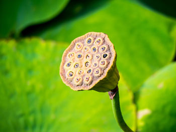 Close-up of lotus plant