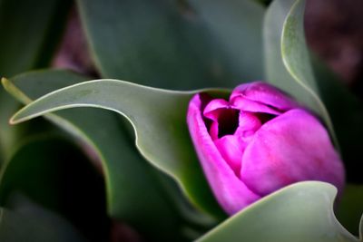 Close-up of pink rose flower