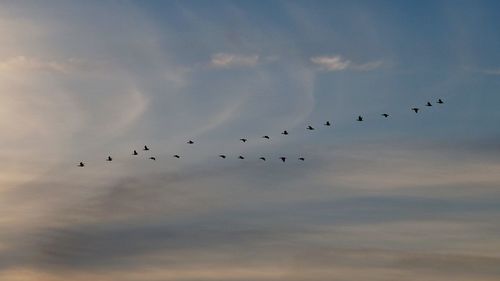 Low angle view of birds flying against sky