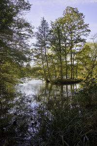 Scenic view of lake in forest