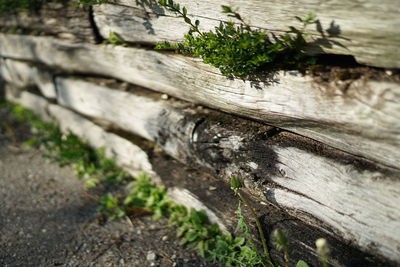 Close-up of tree trunk