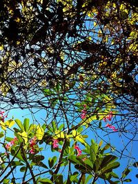 Low angle view of flower tree against sky