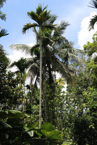 Low angle view of trees against the sky