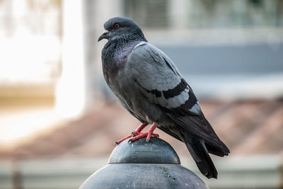 Close-up of pigeon perching on railing