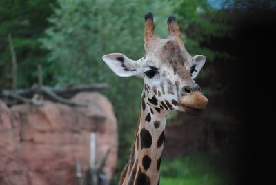Portrait of giraffe