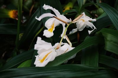 Close-up of white flowers blooming outdoors