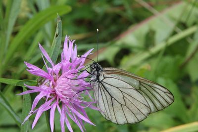 Close-up of butterfly pollinating on pink flower