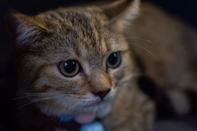 Close-up cute kitten 