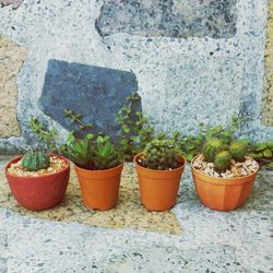 Close-up of potted plants against wall