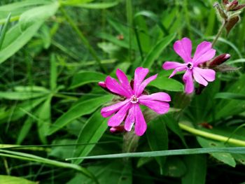 Close-up of purple flowers