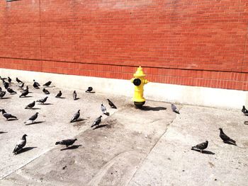 Birds perching on stone wall