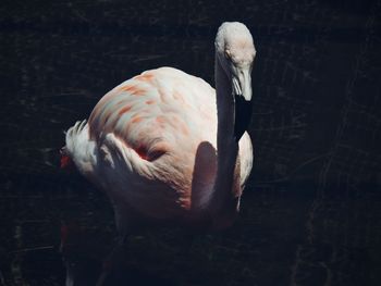 Close-up of swan in lake