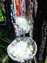 Close-up of ice cream on tree trunk