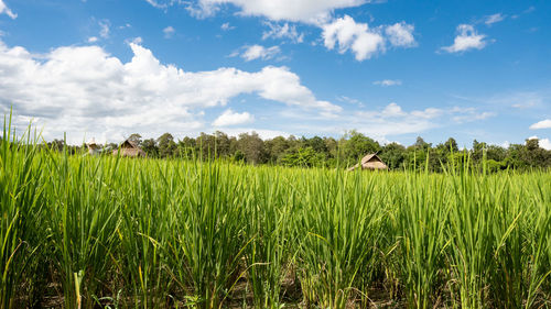 Scenic view of agricultural field against sky