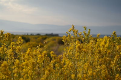 Scenic view of oilseed rape field against sky