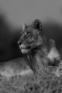 Mono close-up of lioness lying on bank