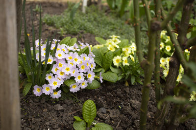 Close-up of purple flowering plants