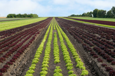 Scenic view of agricultural field against sky