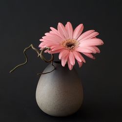 Close-up of pink flower in vase against black background