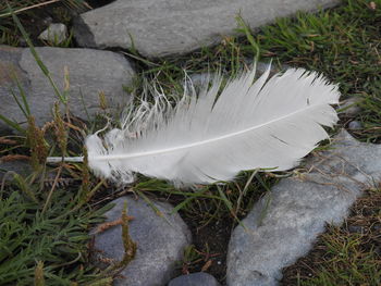 High angle view of feather on field