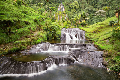 Scenic view of waterfall in forest