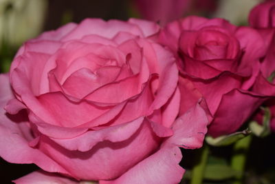 Close-up of pink rose