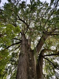 Low angle view of tree in forest