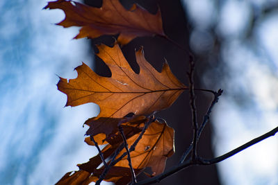 Close-up of dry maple leaves against sky