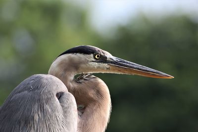 Close-up of a bird