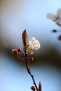Close-up of white flowering cherry blossom 