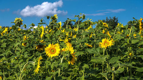 Yellow flowering plants on field against sky