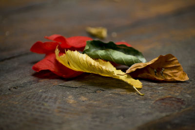 Close-up of wilted rose on table