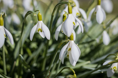Close-up of white flowers blooming outdoors