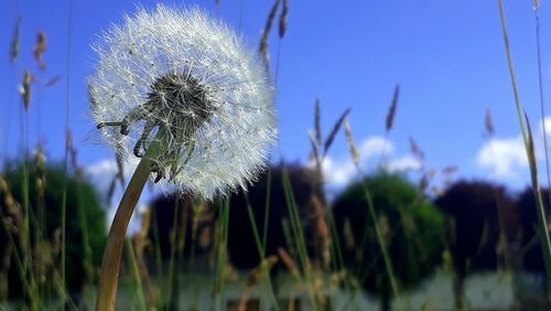 Close-up of dandelion against sky