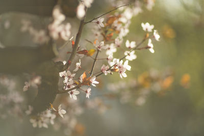 Close-up of cherry blossoms in spring