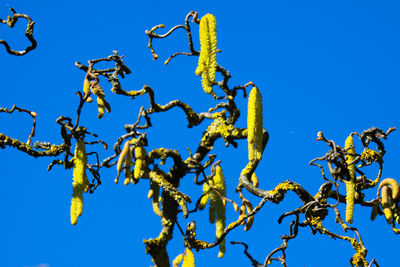 Low angle view of flowers against blue sky