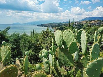 Cactus plants growing on land against sky