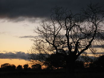 Silhouette of bare tree at sunset