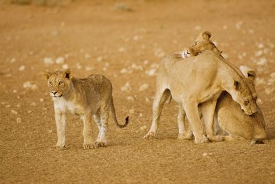 View of three lions
