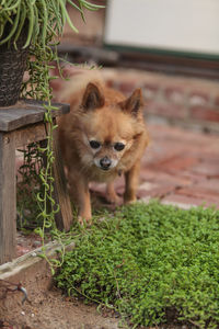 Close-up of cat on brick by plants