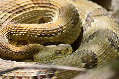 Pennsylvania yellow phased timber rattler 