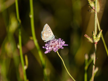 Close-up of butterfly pollinating on purple flower