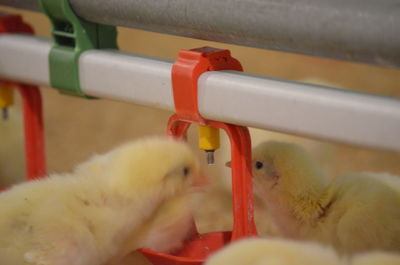Close-up of a chicks are drinking water from drinkers